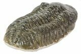 Austerops Trilobite Fossil - Rock Removed #67033-5